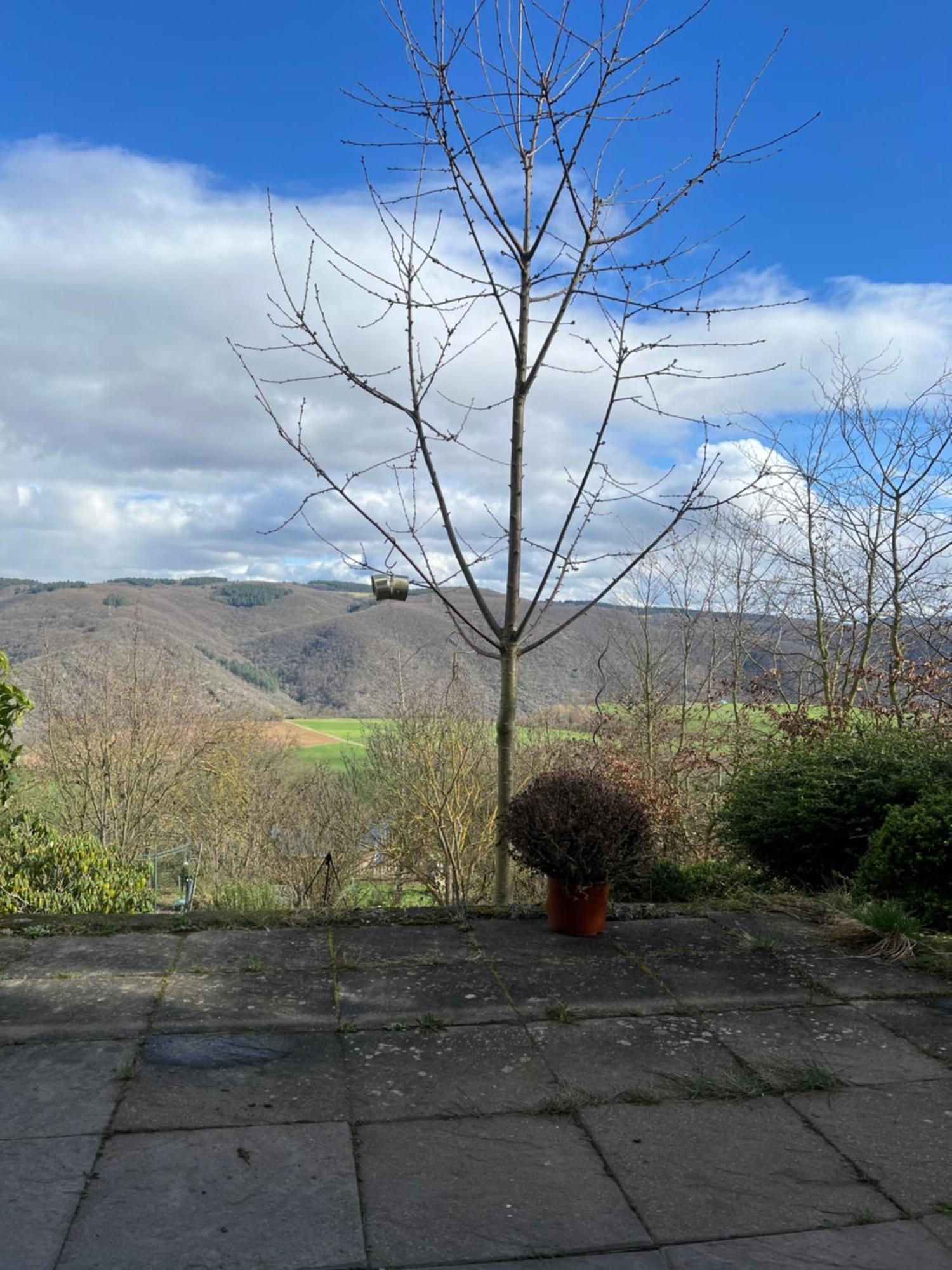 Pfalzblick Appartement